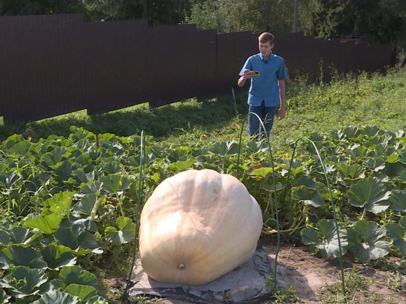 Брянский школьник вырастил 300-килограмовую тыкву-гигант