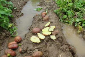 В Брянской области введён режим ЧС в сельском хозяйстве. Из-за дождливой погоды