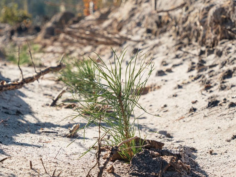 Ударно «Сохранили лес»: в Брянской области высадили 8 тыс. сеянцев сосны