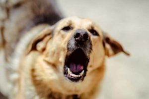 Власти Новозыбкова должны будут заплатить 50 тыс. рублей за укус бездомной собаки