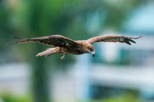 «МегаФон» обновит спецтариф для отслеживания миграции степных орлов