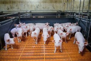 «Мираторг» локализовал свиноводческую селекционно-генетическую цепочку