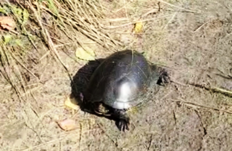 Брянские мусорщики похвастались болотной черепахой, объявив её краснокнижной