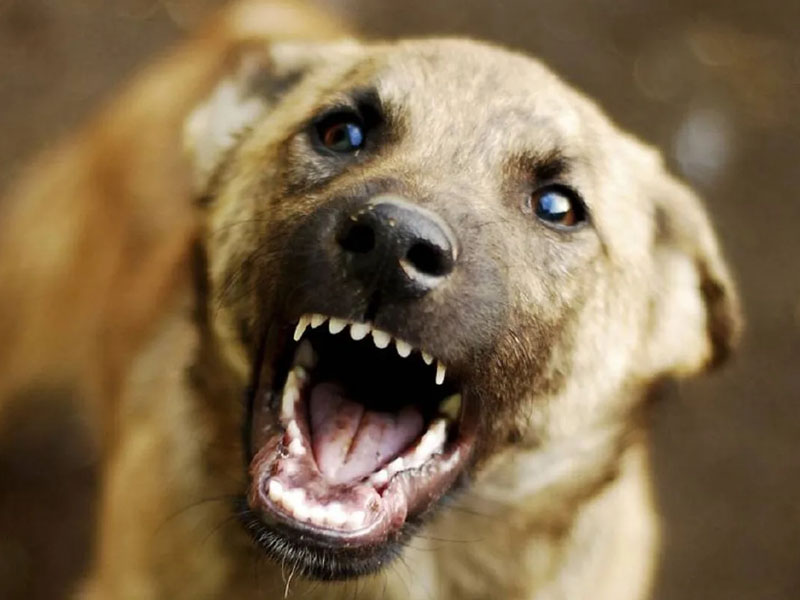 Брянское ЖКХ снова наказали из-за бродячих собак. Теперь за их нападение на 5-летнего ребенка