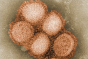 В Брянской области за одну неделю выявлено столько же случаев свиного гриппа, сколько с начала эпидпериода