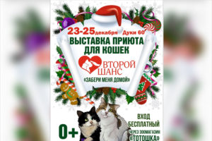 «Забери меня домой»: в Брянске пройдёт выставка кошек из приюта