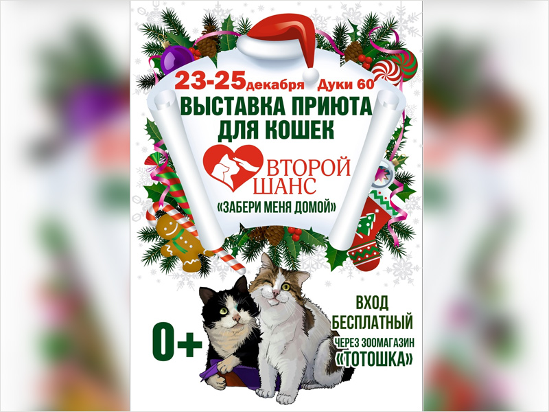 «Забери меня домой»: в Брянске пройдёт выставка кошек из приюта