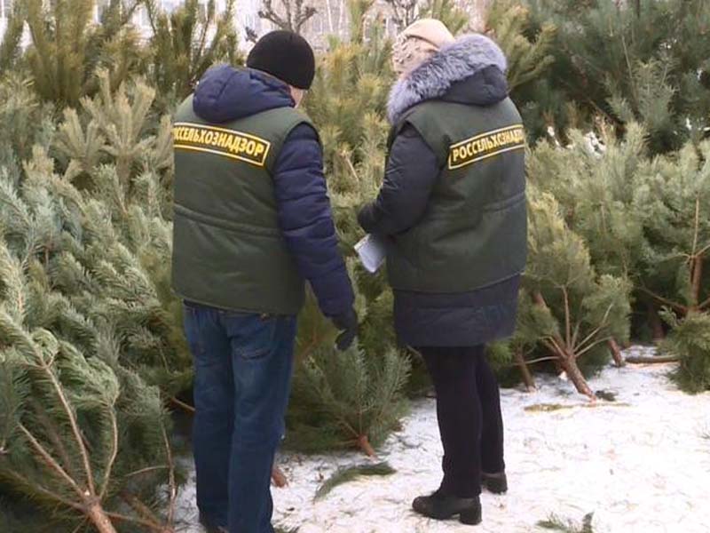 Более 12,5 тысяч брянских ёлок и сосен разъехались в другие регионы России