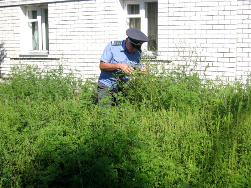 В Брянской области сохраняется карантин по десяти вредителям и растениям — Россельхознадзор