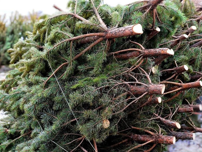В другие регионы России под новый год отправились уже 10 тысяч брянских ёлок и сосен