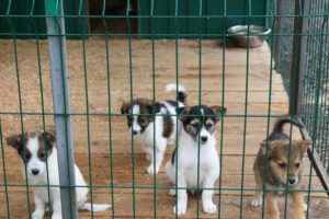 Власти Брянска обещают окончательно убрать бродячих собак из парков и с детских площадок. После 1 марта