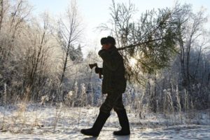 В Новозыбкове в суд направлено дело о новогодних ёлках