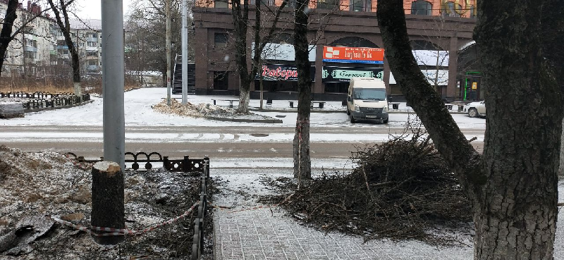 Брянские СМИ сообщили, что на улице Куйбышева наконец-то спилили  уродовавшие её ели. К сожалению, это обман
