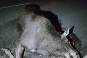 В Брянской области выбежавший на трассу лось «поймал» сразу два авто. Машины разбиты, животное погибло
