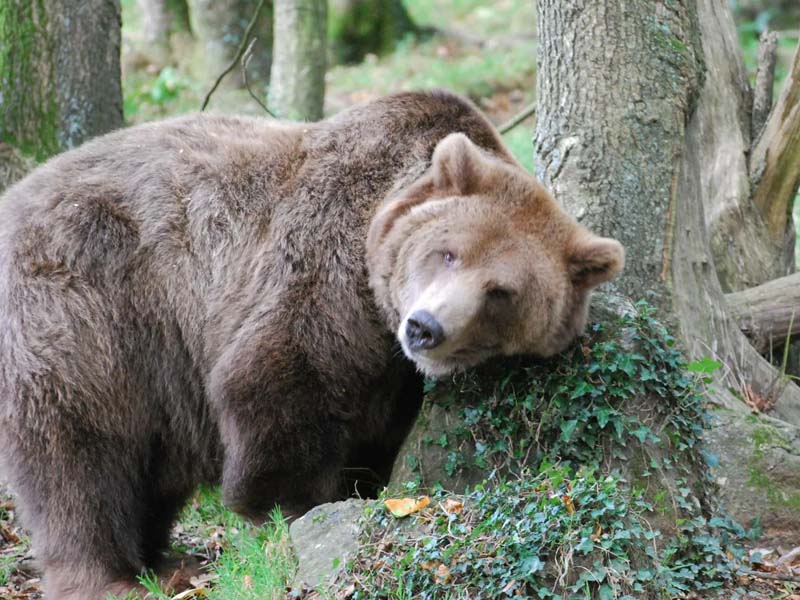 «Брянский лес» рассказал о восстановлении популяции медведей и «реабилитации» медвежат-сирот