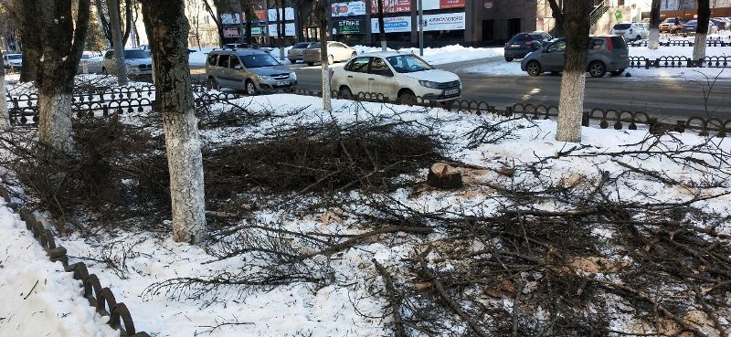 На ремонтируемой улице Куйбышева произвели санитарную рубку деревьев