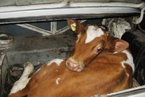 Сторож суражской фермы «загнал» корову за 3 тысячи рублей и бутыль самогона