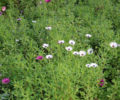 В Брянске высадят около 400 тысяч цветов