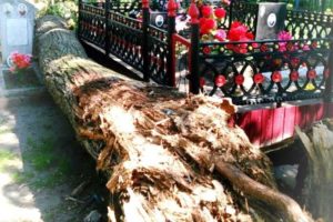 Власти Брянска должны будут возместить ущерб за памятник, разбитый упавшим на кладбище деревом
