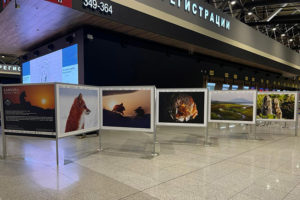 Фотовыставка Дмитрия Шпиленка о дикой природе Камчатки открылась в аэропорту Шереметьево