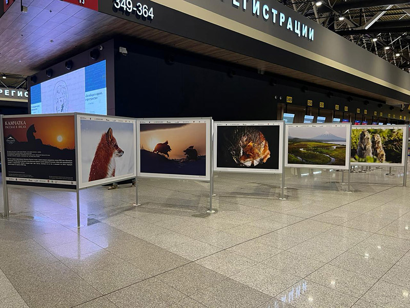 Фотовыставка Дмитрия Шпиленка о дикой природе Камчатки открылась в аэропорту Шереметьево