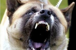 Унечский суд  взыскал рекордную для Брянской области компенсацию за нападение собаки — 100 тысяч рублей