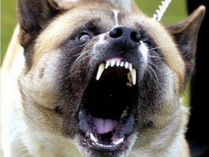 Унечский суд  взыскал рекордную для Брянской области компенсацию за нападение собаки — 100 тысяч рублей