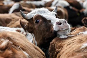 Брянская область возглавила рейтинг ЦФО по поголовью крупного рогатого скота — Брянскстат