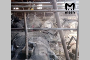 Из-за обстрела ВСУ в брянском селе Кистёр погибло 20 коров