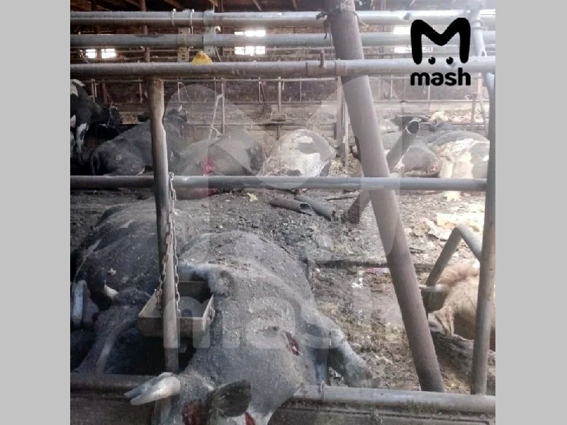 Из-за обстрела ВСУ в брянском селе Кистёр погибло 20 коров