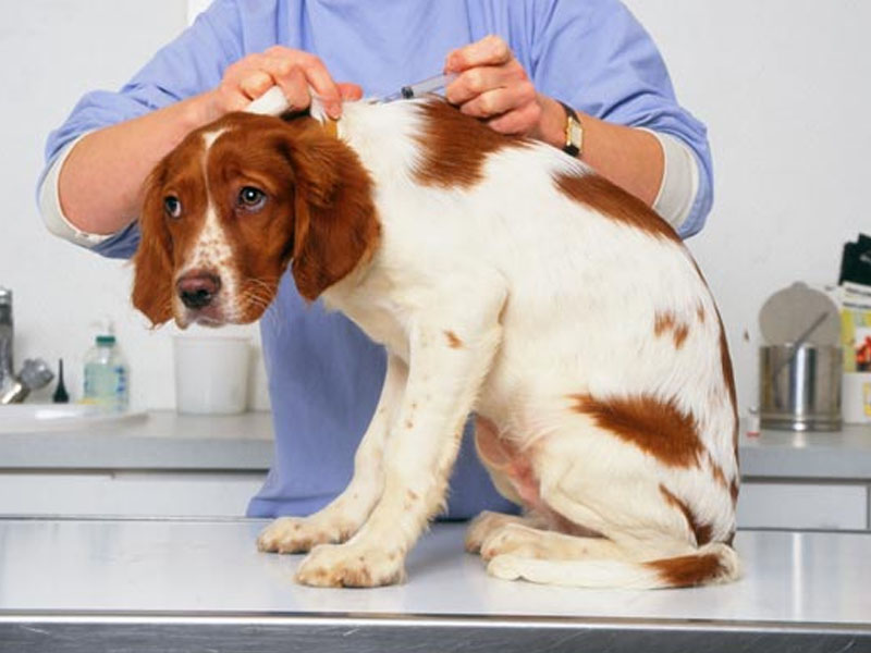 В Брянске начался месячник бесплатной вакцинации кошек и собак от бешенства