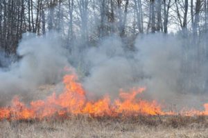 Брянские пожарные сообщили о первых случаях умышленного поджога сухой травы