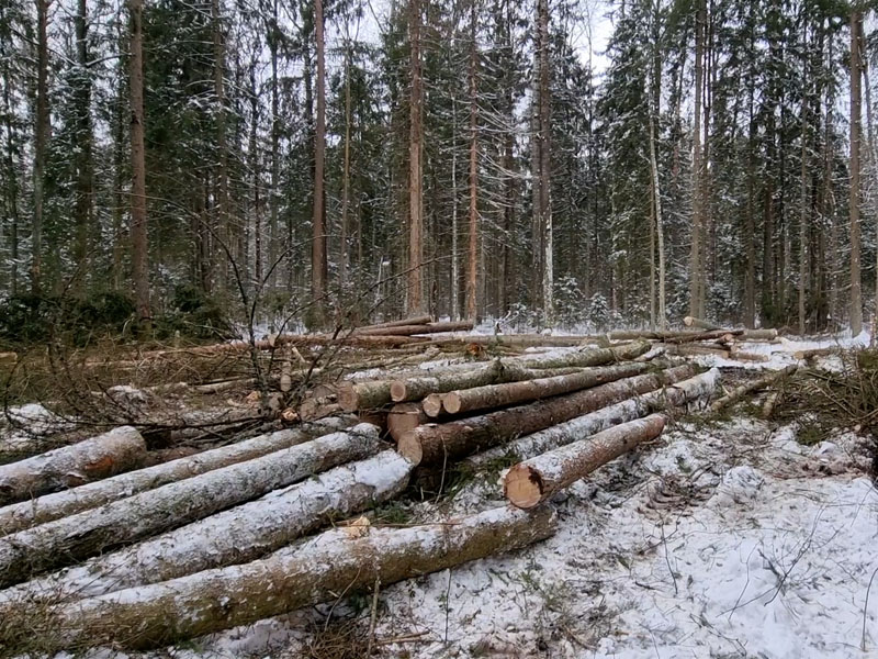 Жительница Брянска, инженер по лесопользованию, «нарубила дров» на 14,4 млн. рублей