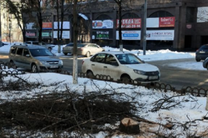 Брянская прокуратура согласилась с необходимостью ликвидации деревьев по улице Куйбышева