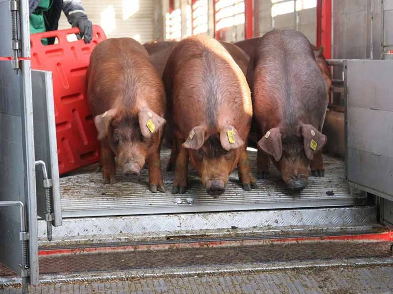 Россельхознадзор с начала года отправил из Брянской области более 380 тысяч животных. В основном, свиней