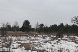 Россельхознадзор за месяц нашел в Брянской области 3,8 га зарастающих бурьяном сельхозземель