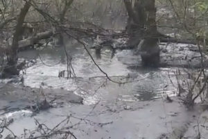 Коммунальная авария в городском лесу Брянска: прорвало канализационную трубу недалеко от центрального пляжа
