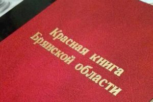 Красную книгу Брянской области перевыпустят в 2026 году