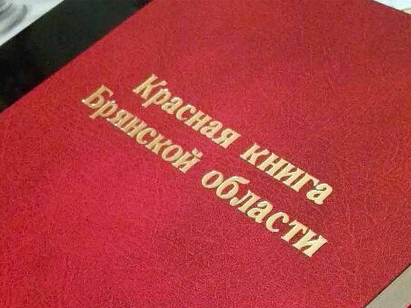 Красную книгу Брянской области перевыпустят в 2026 году