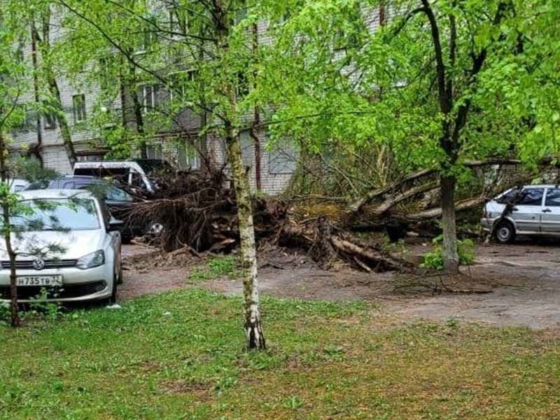 В Брянске на проспекте Московском упало дерево, поврежден минимум один автомобиль