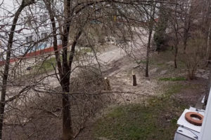 Очередная вырубка деревьев в Брянске вызвала скандал: возмущены жильцы дома на Ромашина