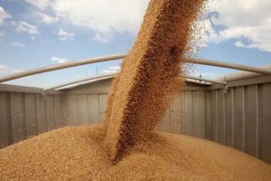 Брянский экспорт вырос за счет зерна и картофеля