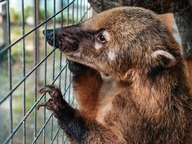 Зоопарк Брянска предложил горожанам взять понравившихся животных «под опеку»
