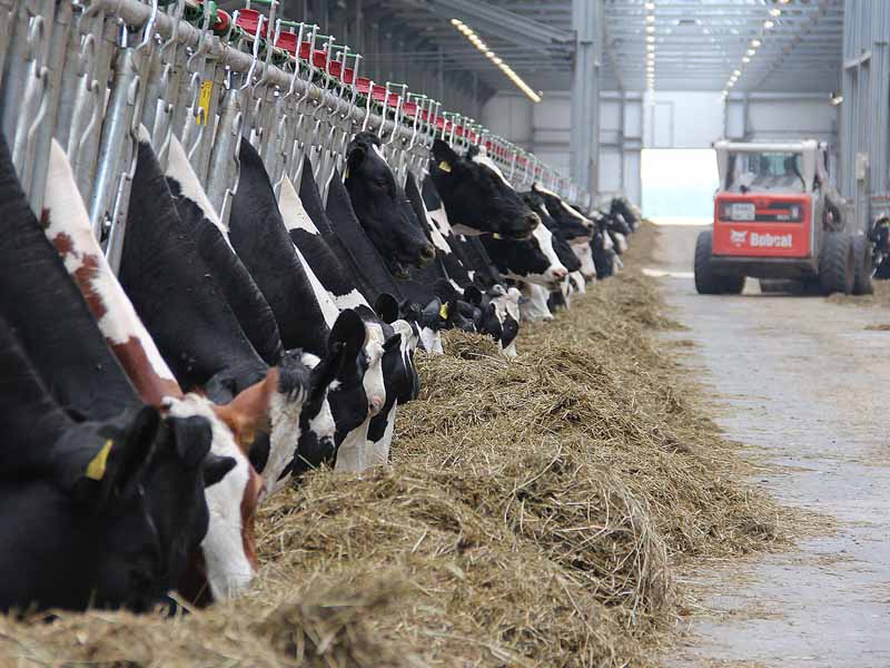 Брянская область по итогам 2022 года стала первой в России по поголовью коров — Брянскстат