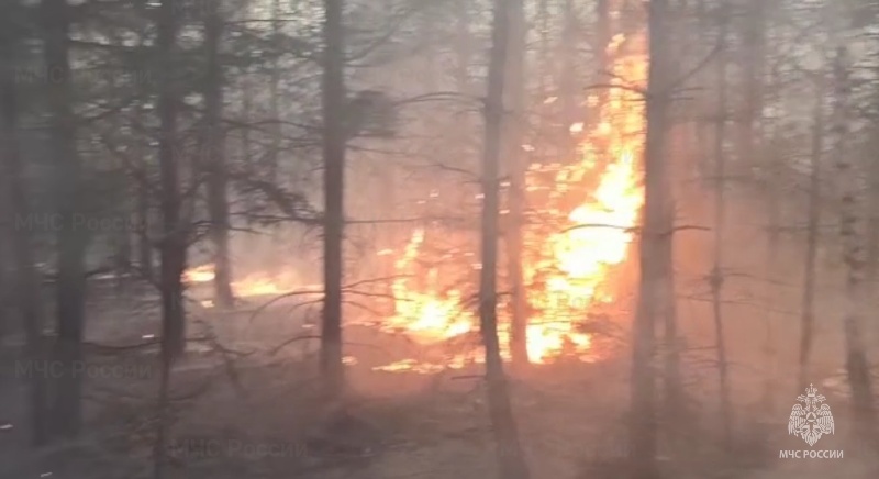 Лесной пожар площадью более гектара полыхал под Дятьково