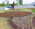 В Брянске на смену тюльпанам начали высаживать петунии и другие однолетники