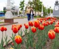 Брянск украсили 100 тысяч тюльпанов