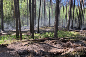 Лесной пожар потушен под Брянском днём в понедельник