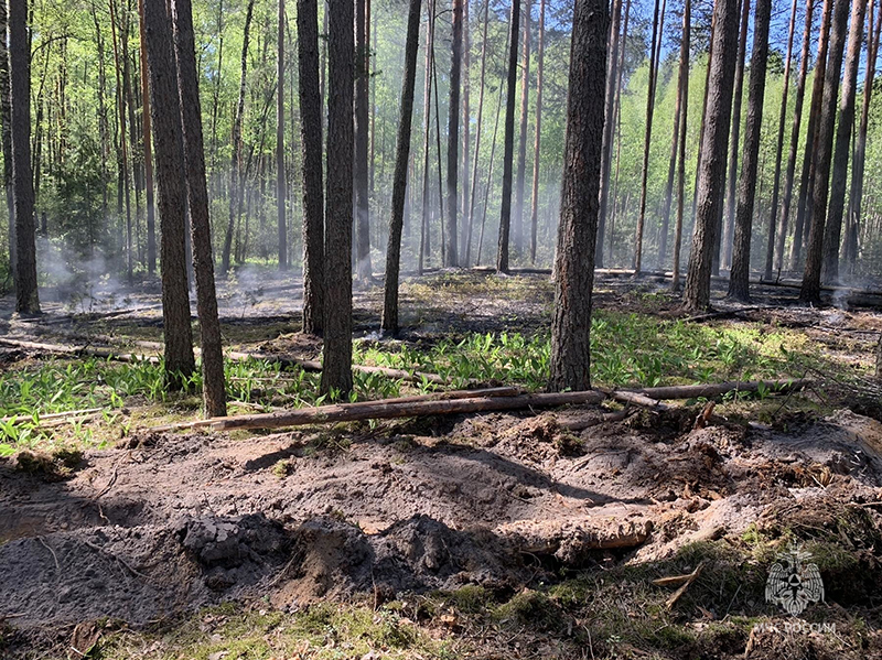 Лесной пожар потушен под Брянском днём в понедельник