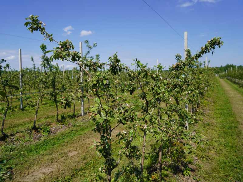 Александр Богомаз посчитал яблони в «Брянском саду»